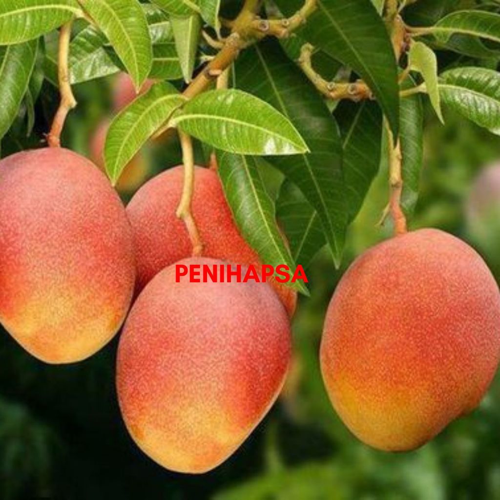 Bibit Mangga Podang Urang Hasil Okulasi Cepat Berbuah