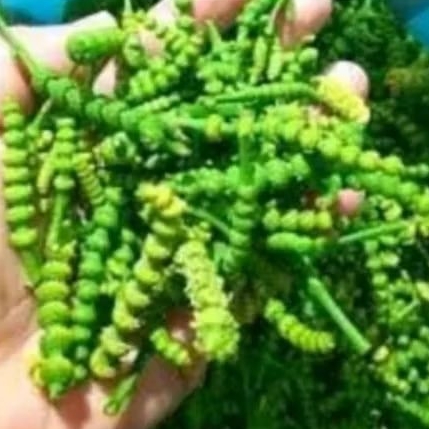 UCENG BUNGA MELINJO 100G