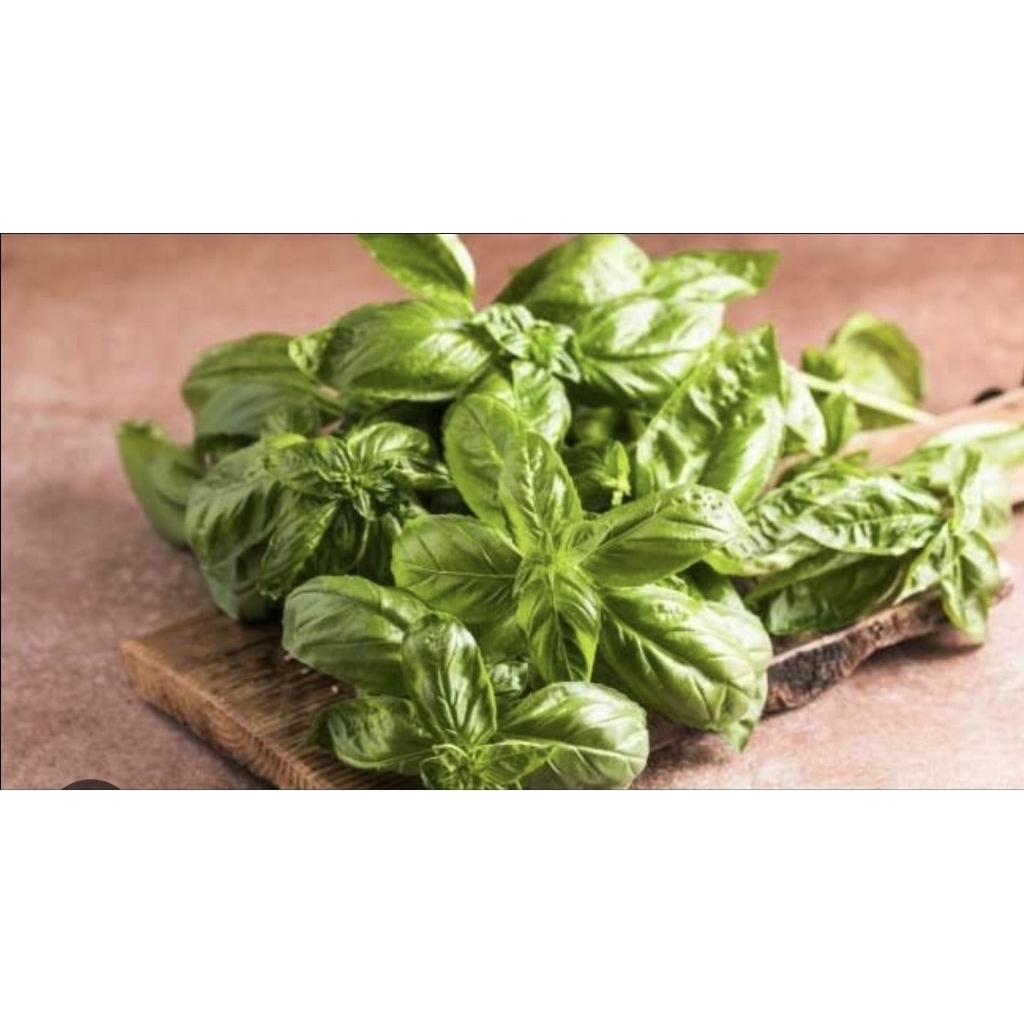 kemangi fresh perikat bandung