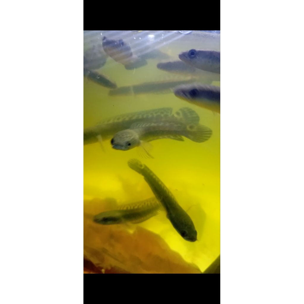 cana maru yellow sentarum batik 9-10 cm berkualitas batik bagus bahan kontes