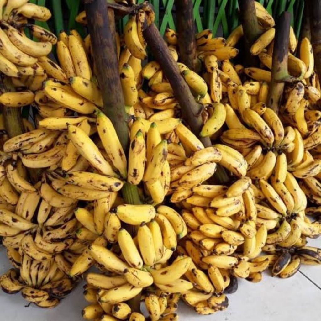 PISANG ULI FRESH PER 1 TANDAN.