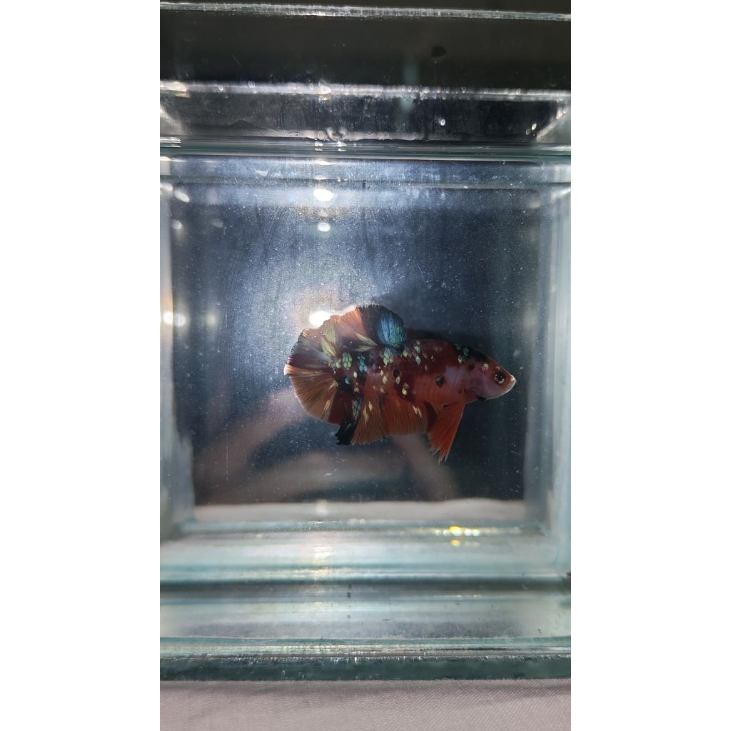 Hiasan Aquarium Lucu Cupang Multi Nemo Galaxy