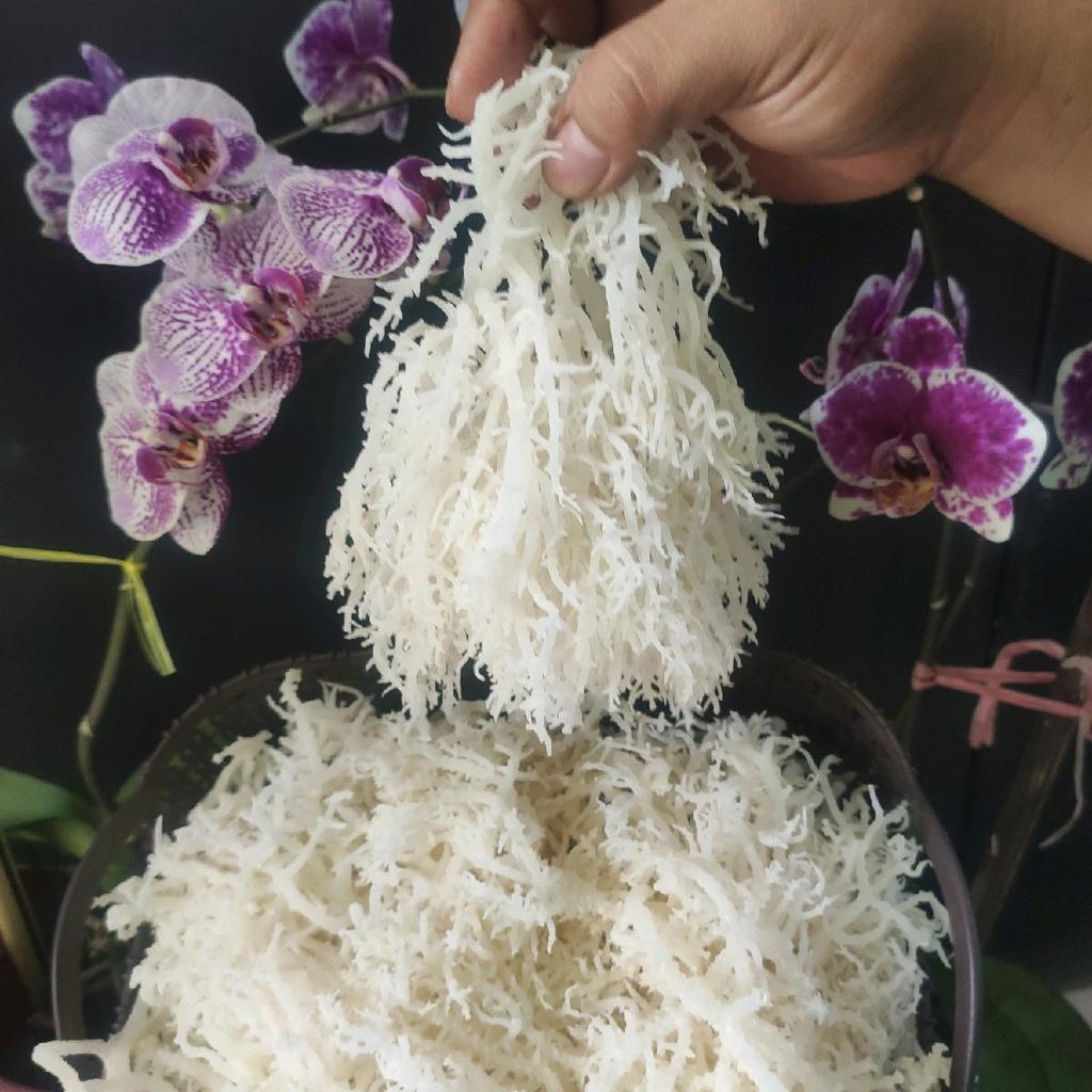1Kg Rumput Laut Spinosum/ Rumput Laut Kering Cotton Kenyal Alami