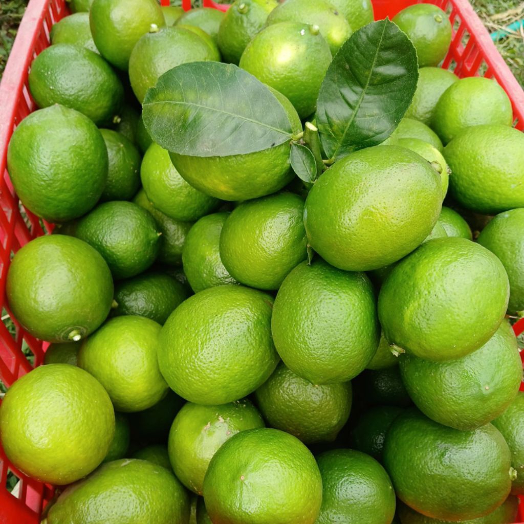 jeruk lemon CALIFORNIA SEGAR 1kg