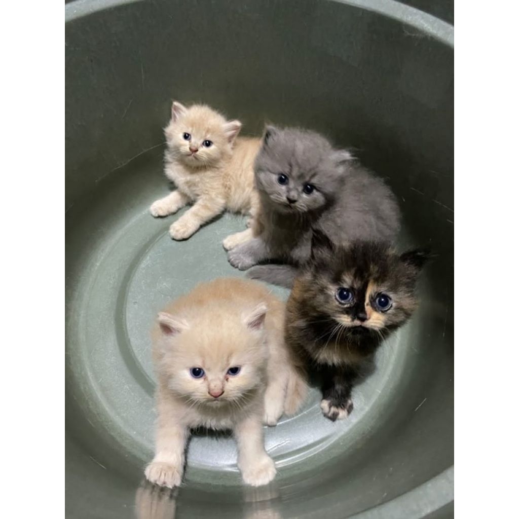 Anak Kucing Anggora Kitten Lucu Gemoy - Bulu Tebal Lincah & Sehat - Oren Abu Hitam - [BULU KAPAS] Ki