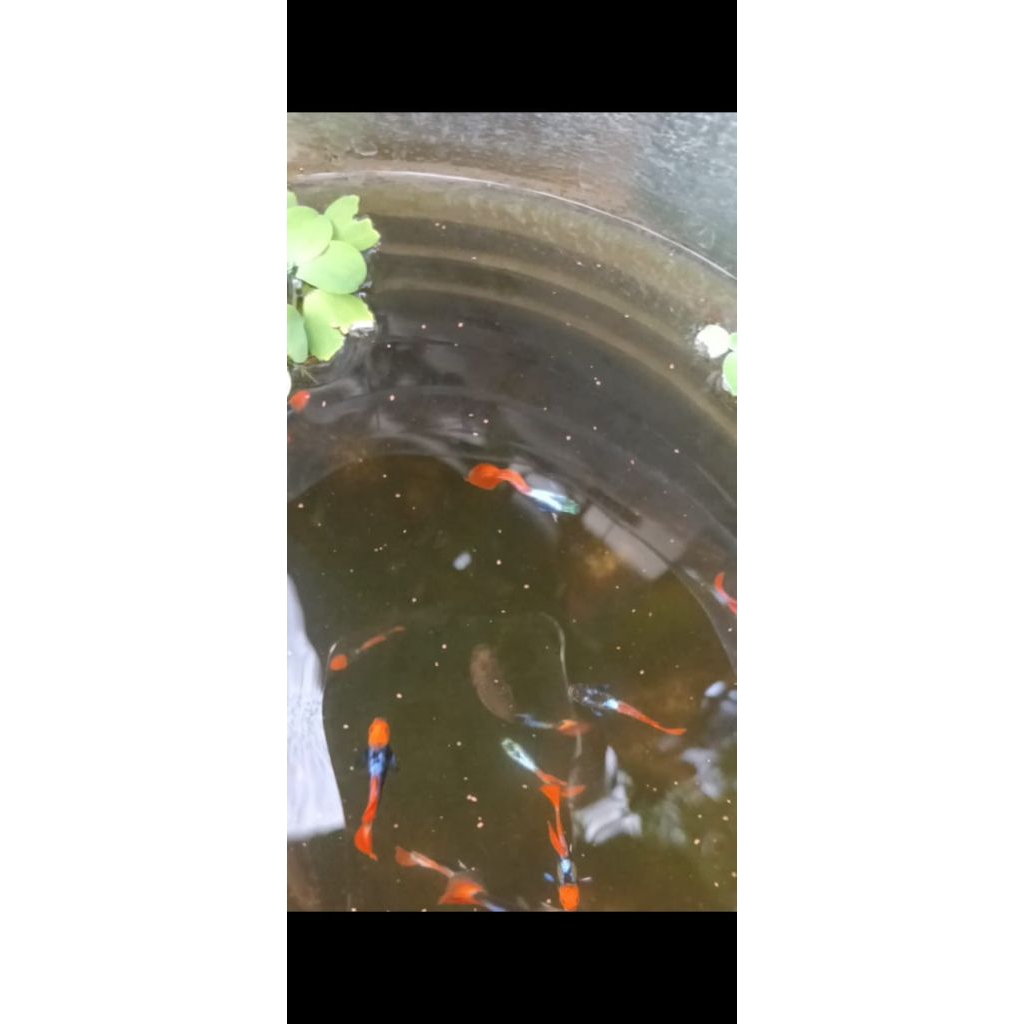 GUPPY, PRT KOI MIX PRT.1 PAKET ISI 3,1 BETINA 2 JANTAN.size indukan.