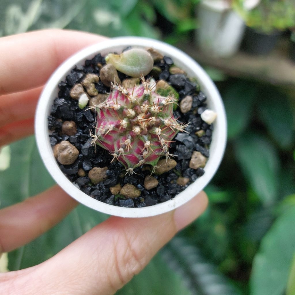 Kaktus Gymno Gymnocalycium Neon