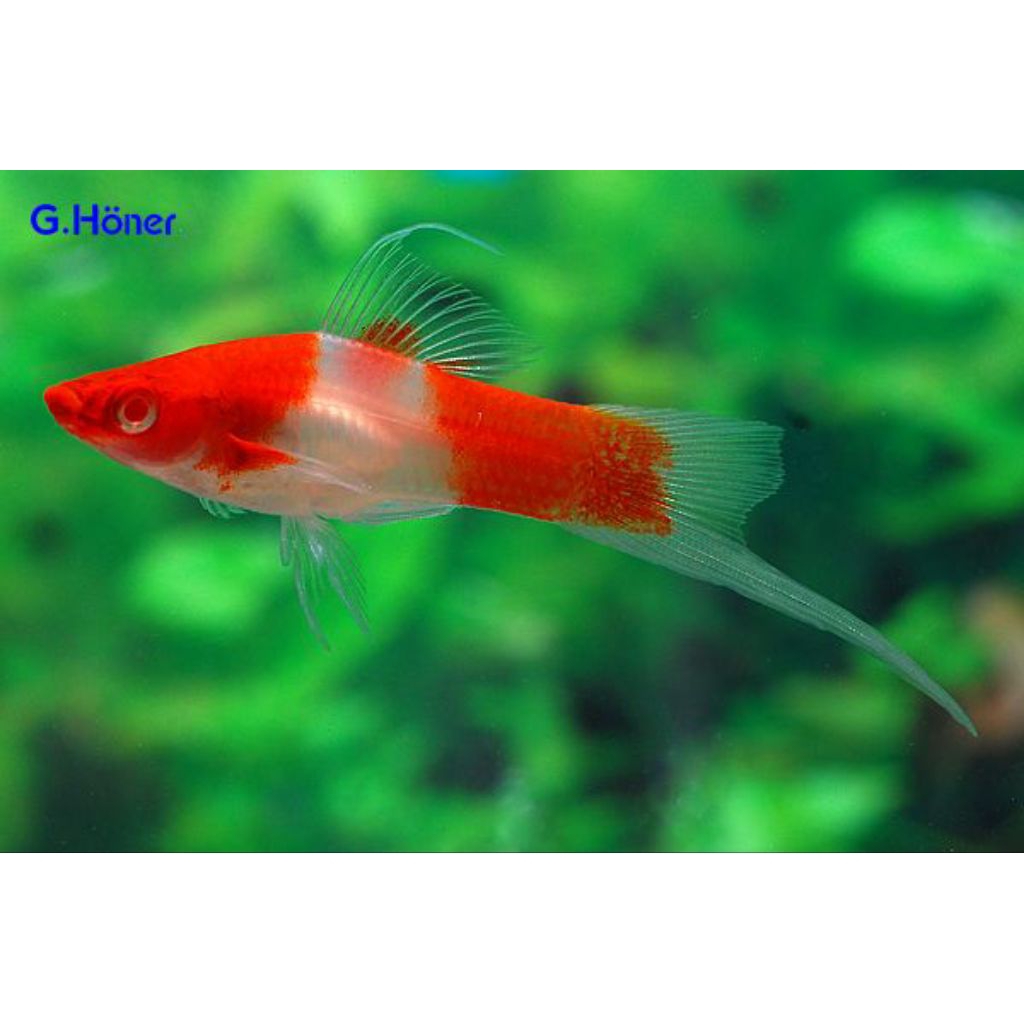 IKAN HIAS AIR TAWAR AQUARIUM AQUASCAPE PLATY KOHAKU EKOR PEDANG PREMIUM LANGSUNG PETANI ISI 10 tanpa