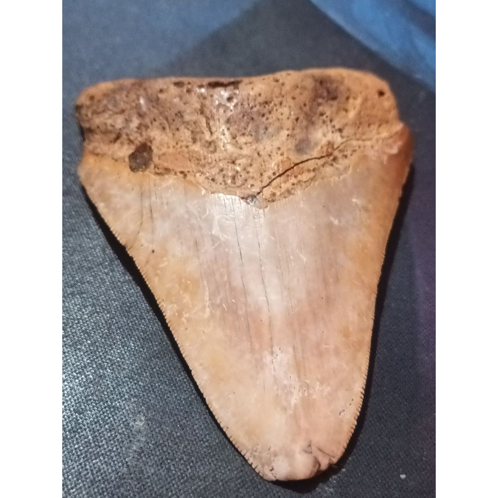 Gigi Hiu Megalodon 8,5 cm-Garansi Asli 100%