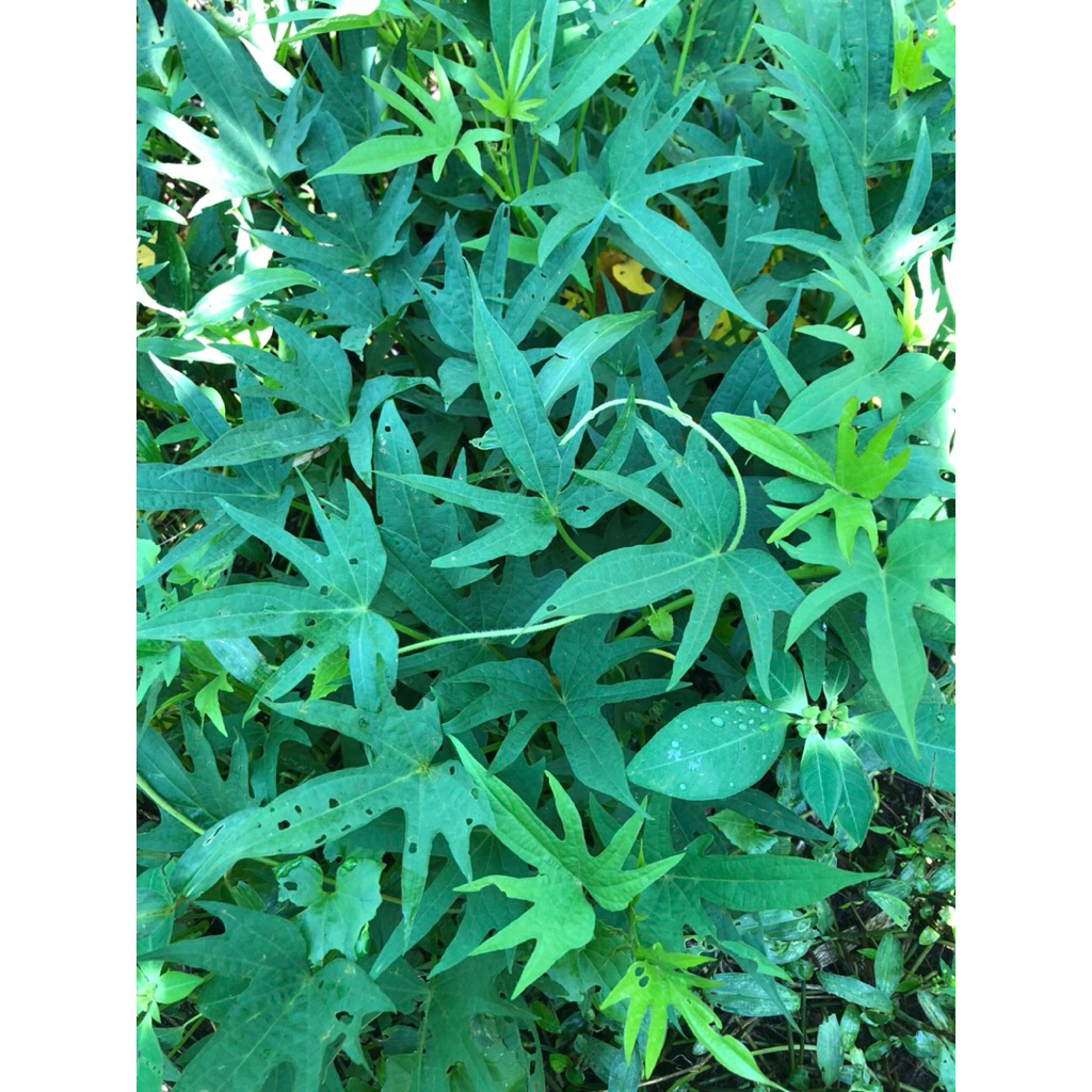 Daun Ubi Jalar / Umbi Jalar / Sayur / Stek Bibit