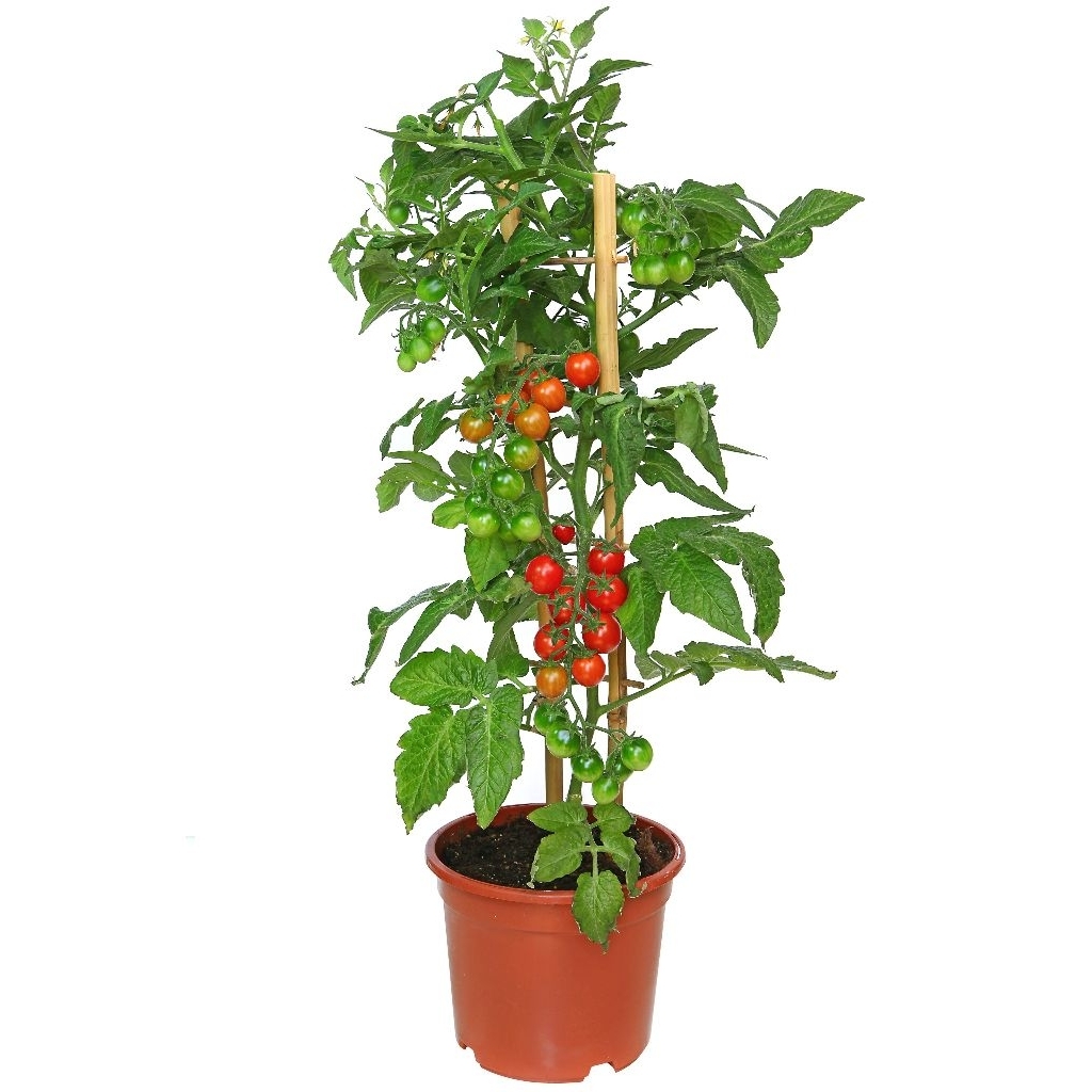 bibit tanaman tomat cherry siap berbuah