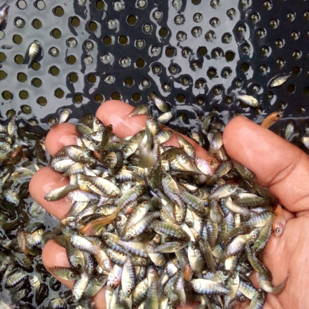 bibit ikan nila hitam gesit isi 150 ekor terbaik.gratis pakan.