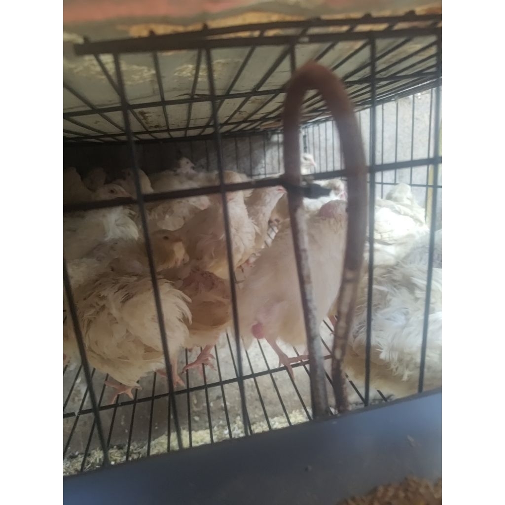 Telur puyuh albino mata merah buat ditetaskan