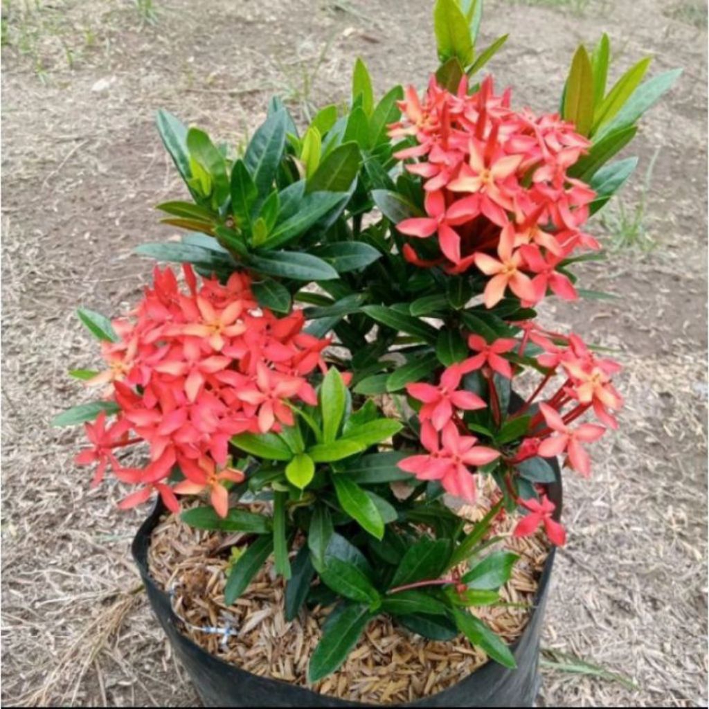 Tanaman hias Asoka micro merah