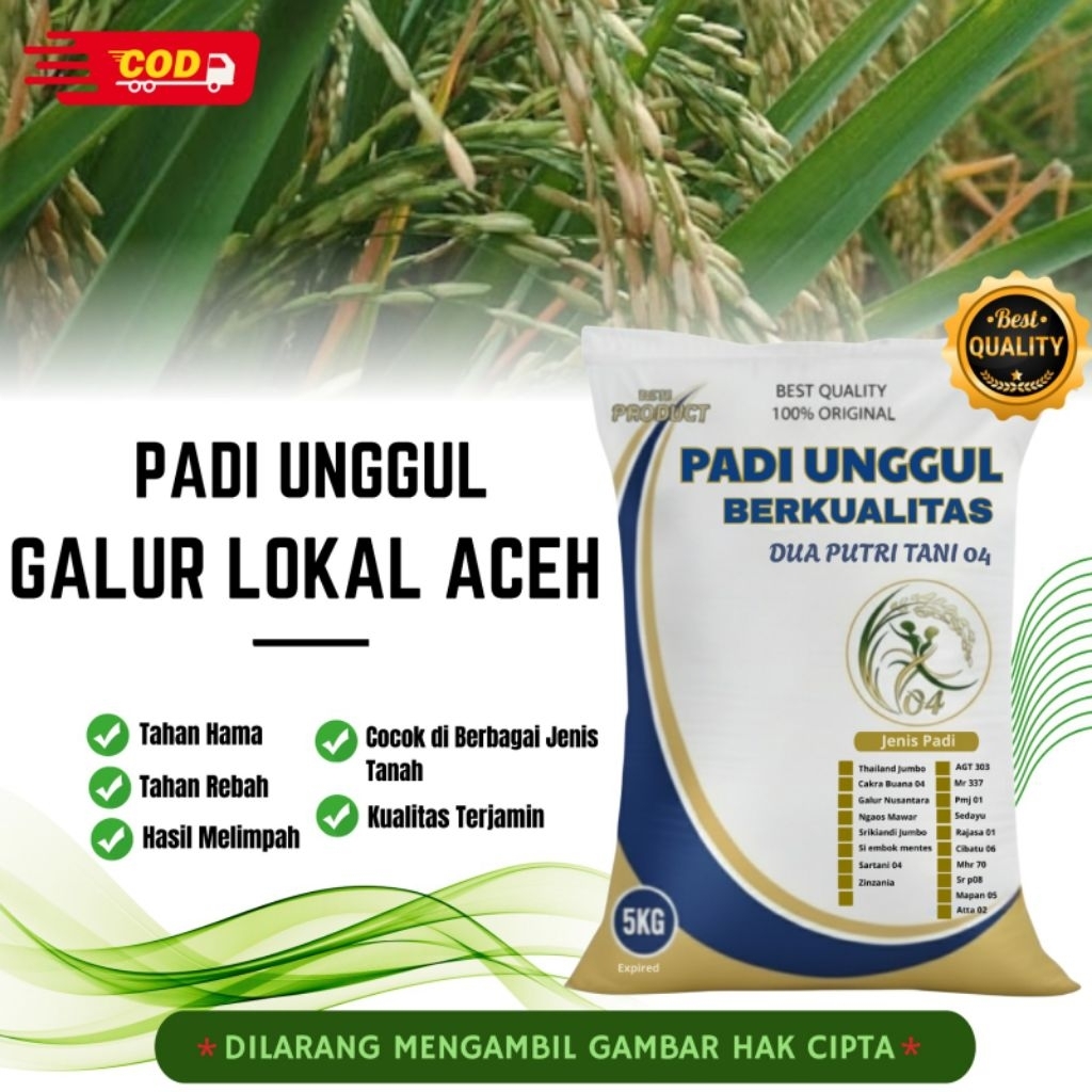 bibit PADI GALUR LOKAL ACEH kemasan 5kh