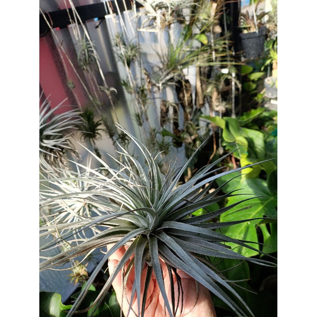 Tillandsia Houston Giant Form