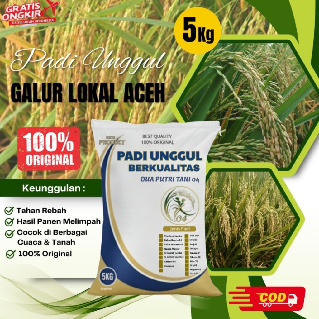 bibit PADI UNGGUL GALUR  LOKAL ACEH KEMASAN 5KG
