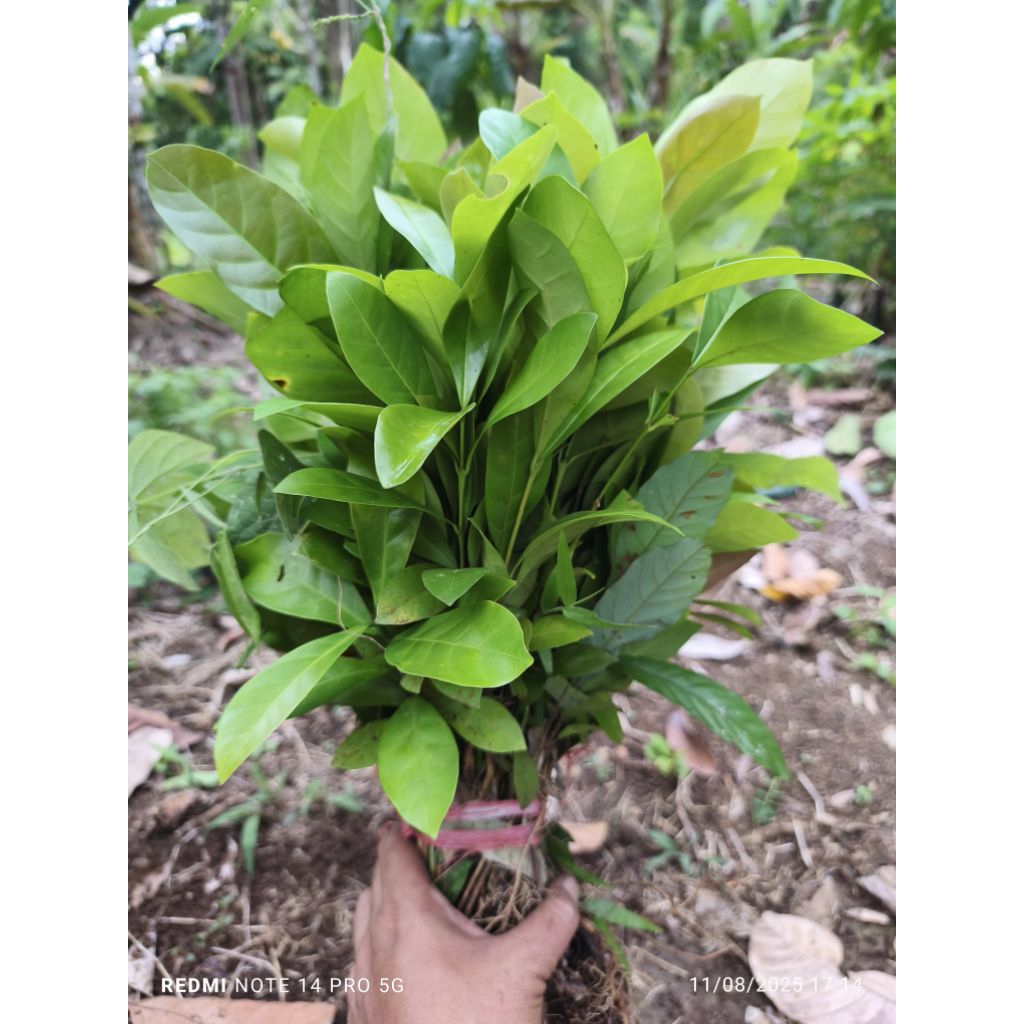 Bibit Kopi Liberika Usia 5-7 bulan