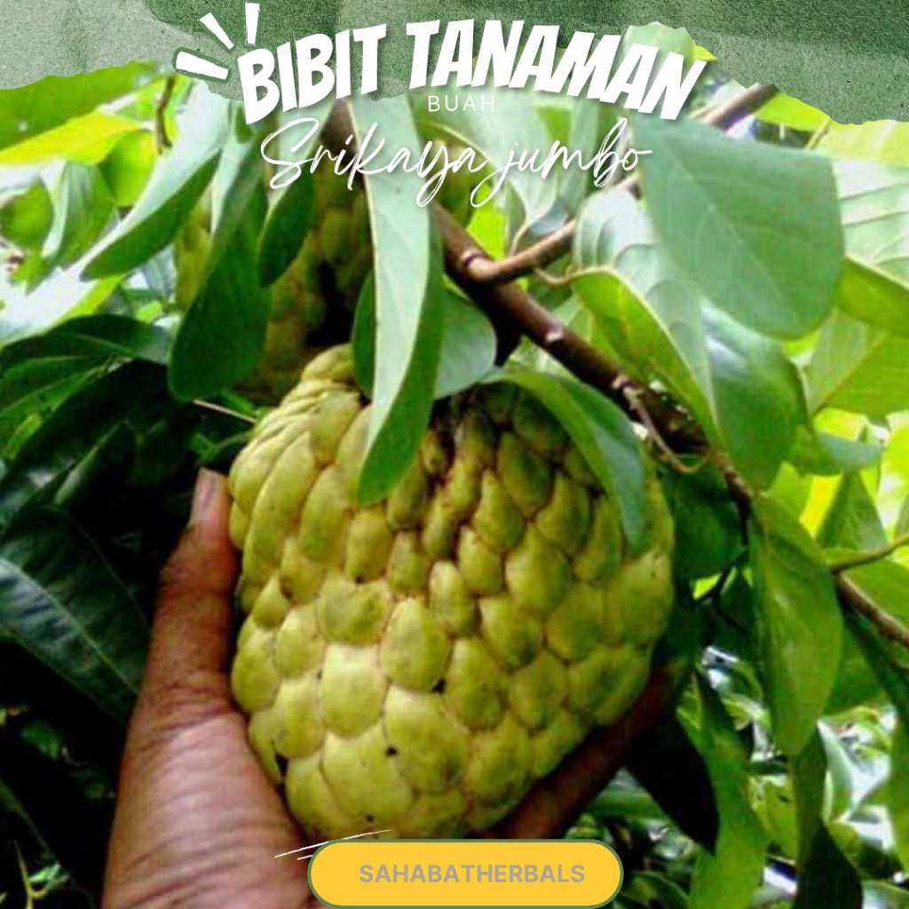 Paket 5 Bibit Srikaya jumbo Buah Segar dan Lezat untuk Taman Anda