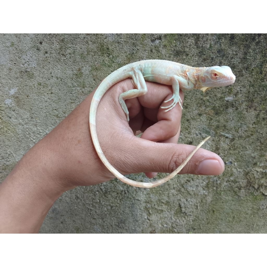 mainan baby iguana Snow