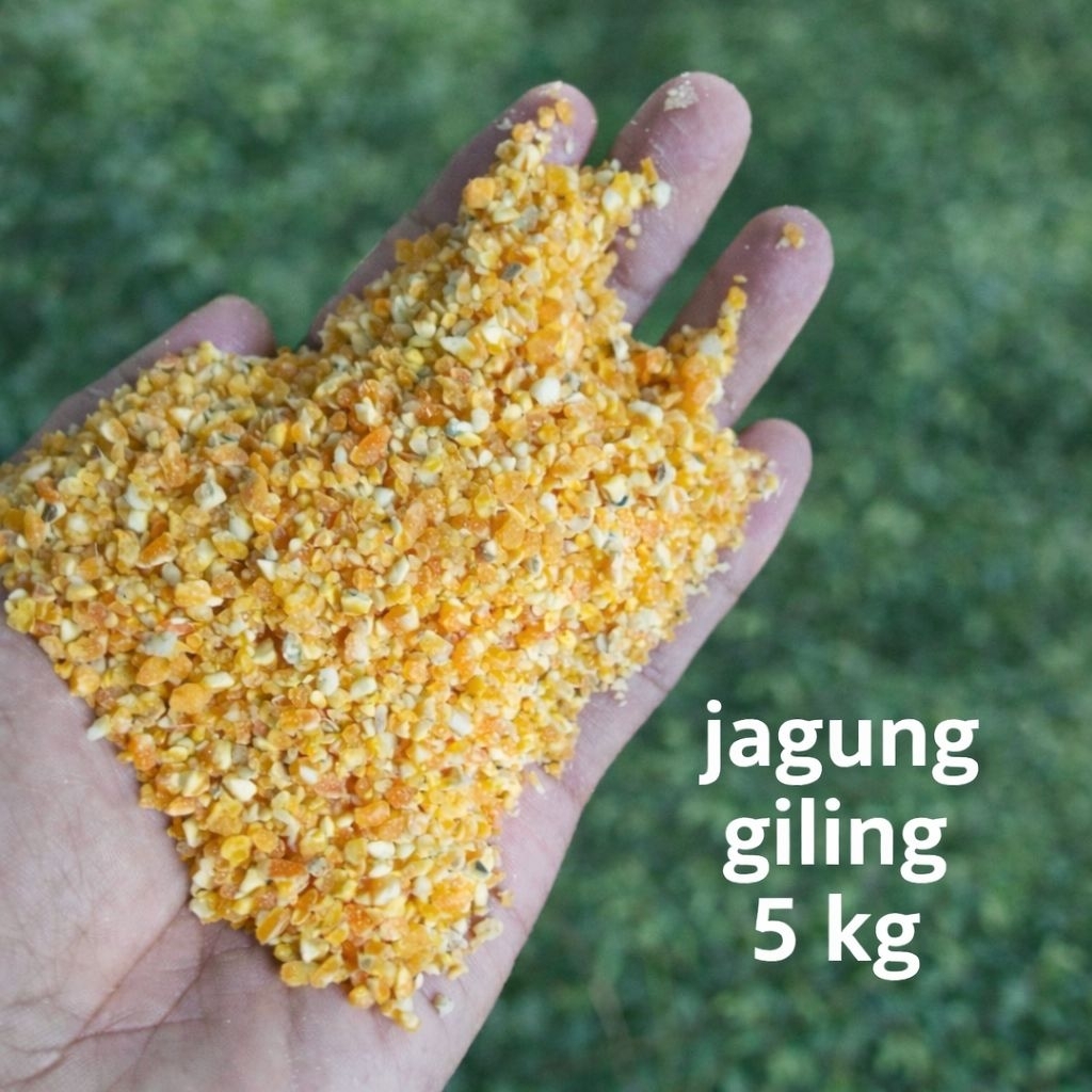 menir jagung 5kg kering kadar air rendah - beras jagung berkualitas - bersih - mudah di simpan - pak