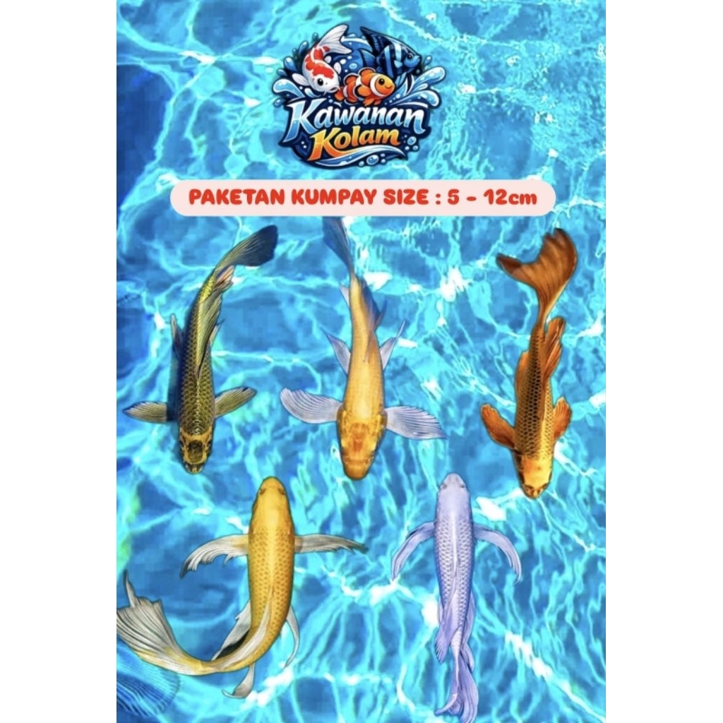 ( PAKETAN ISI 5 ) Koi Kumpay Blitar Grade A Size ( 5 -12cm )