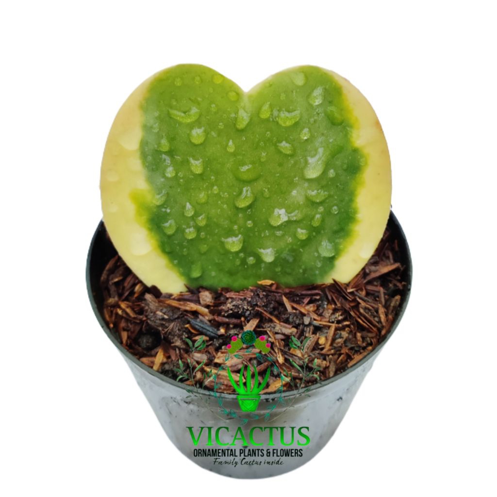 Tanaman Hias Sukulen: Hoya kerrii variegata