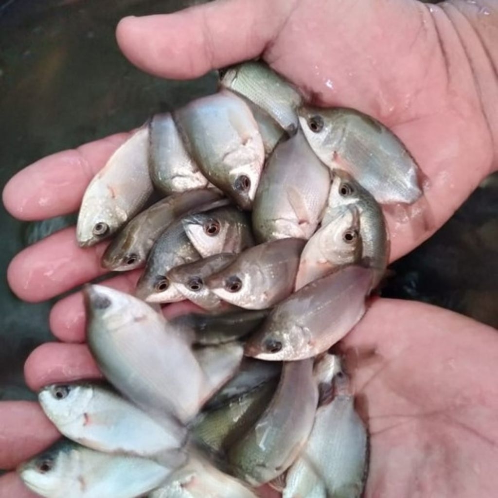 bibit ikan tembakang ukuran 2 jari korek kayu berkualitas