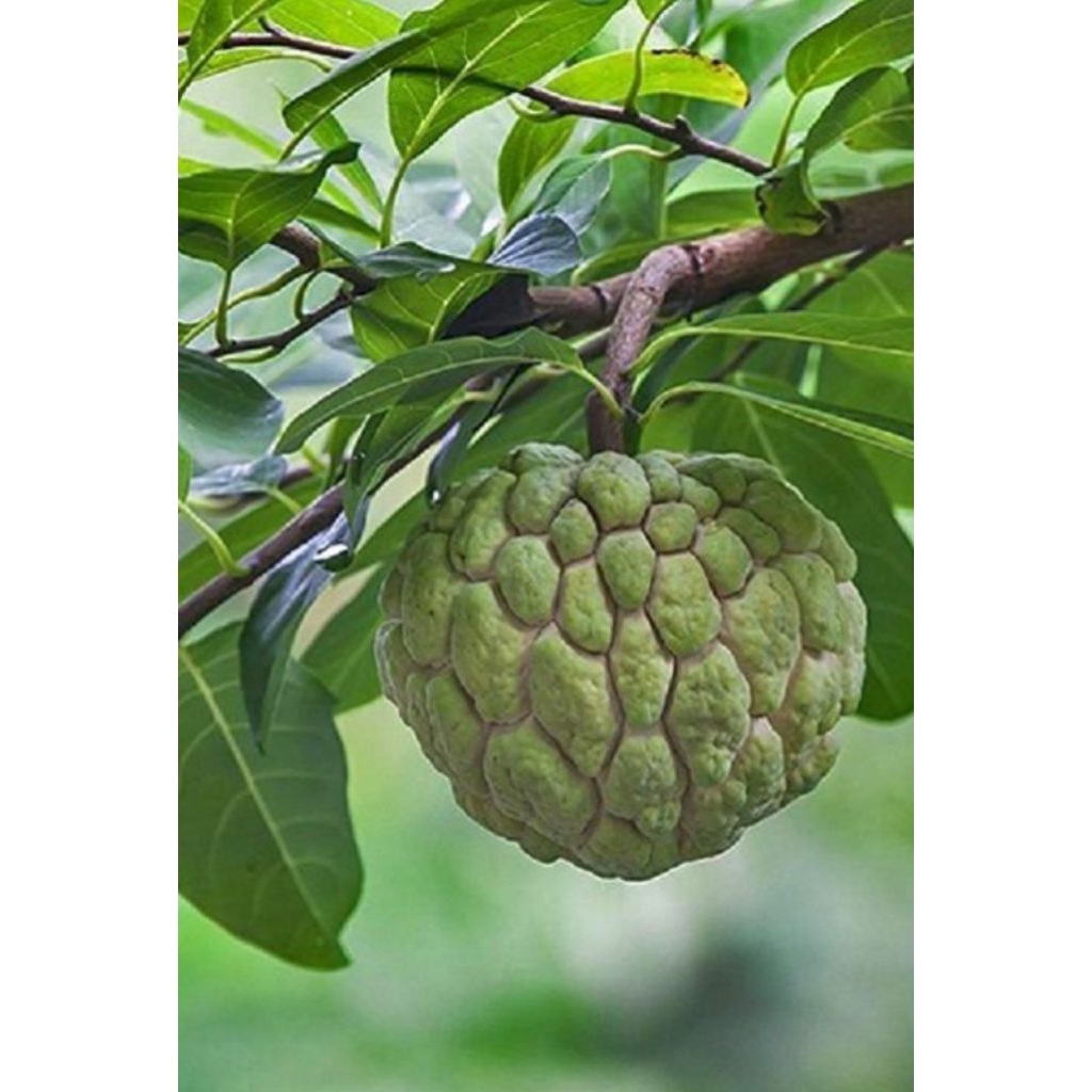 3 Biji Benih Srikaya Hijau/Buah Nona