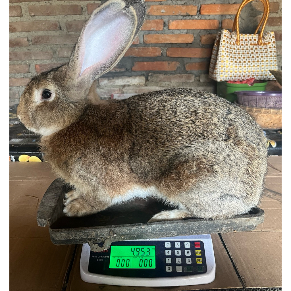 flamish giant rabbit pure kelinci jumbo