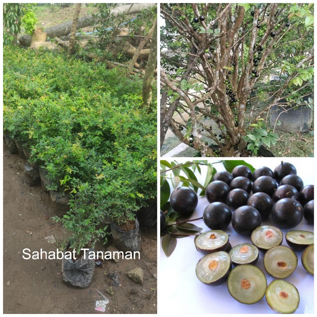 Bibit Tanaman Anggur Sabara Brazil Cangkok