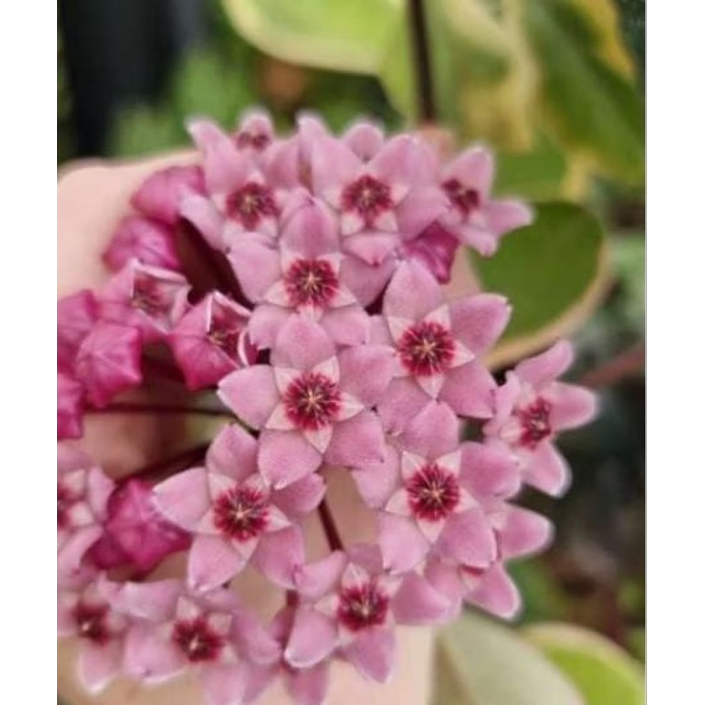 Tanaman Hias gantung Hoya Flamingo Dream(purple pride) RIMBUN