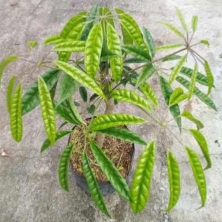Tanaman Hias Schefflera Albido-Bracteata(Tanaman Walisongo Pete)