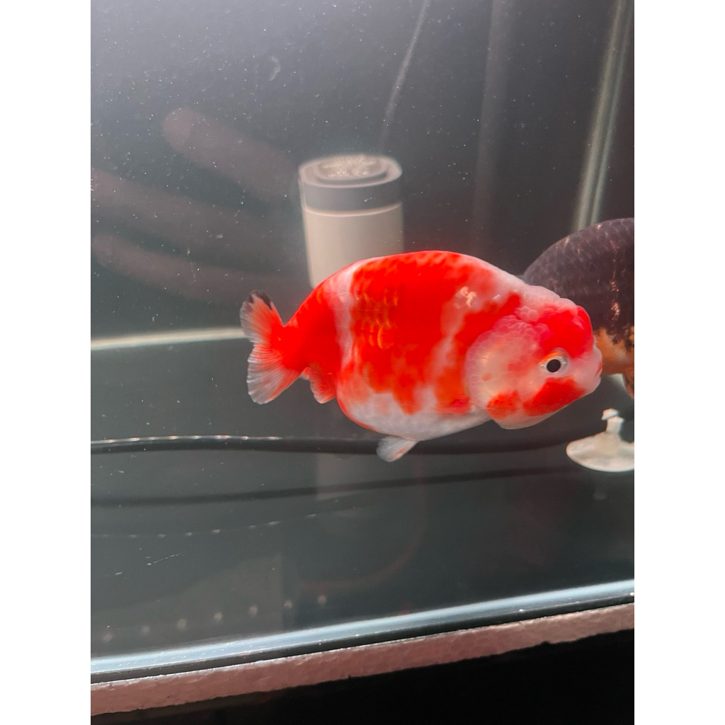 Ikan Koki Ranchu Sakura Tiny Tail 9-10cm