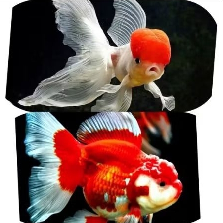 Hiasan Aquarium Perdana Koki Remaja Lionhead/Oranda randm Satuan