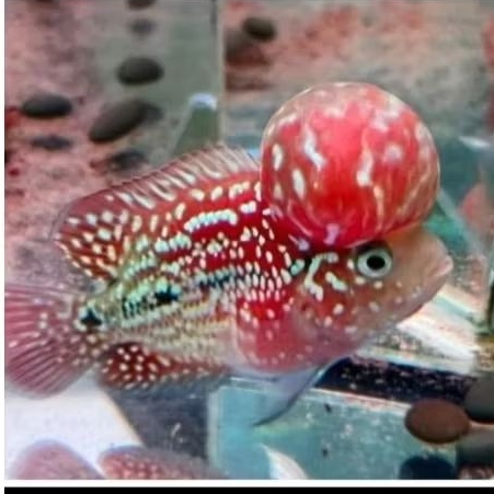 Promo Besar 3.5 cm Burayak louhan Jenong F2 Red Louhan