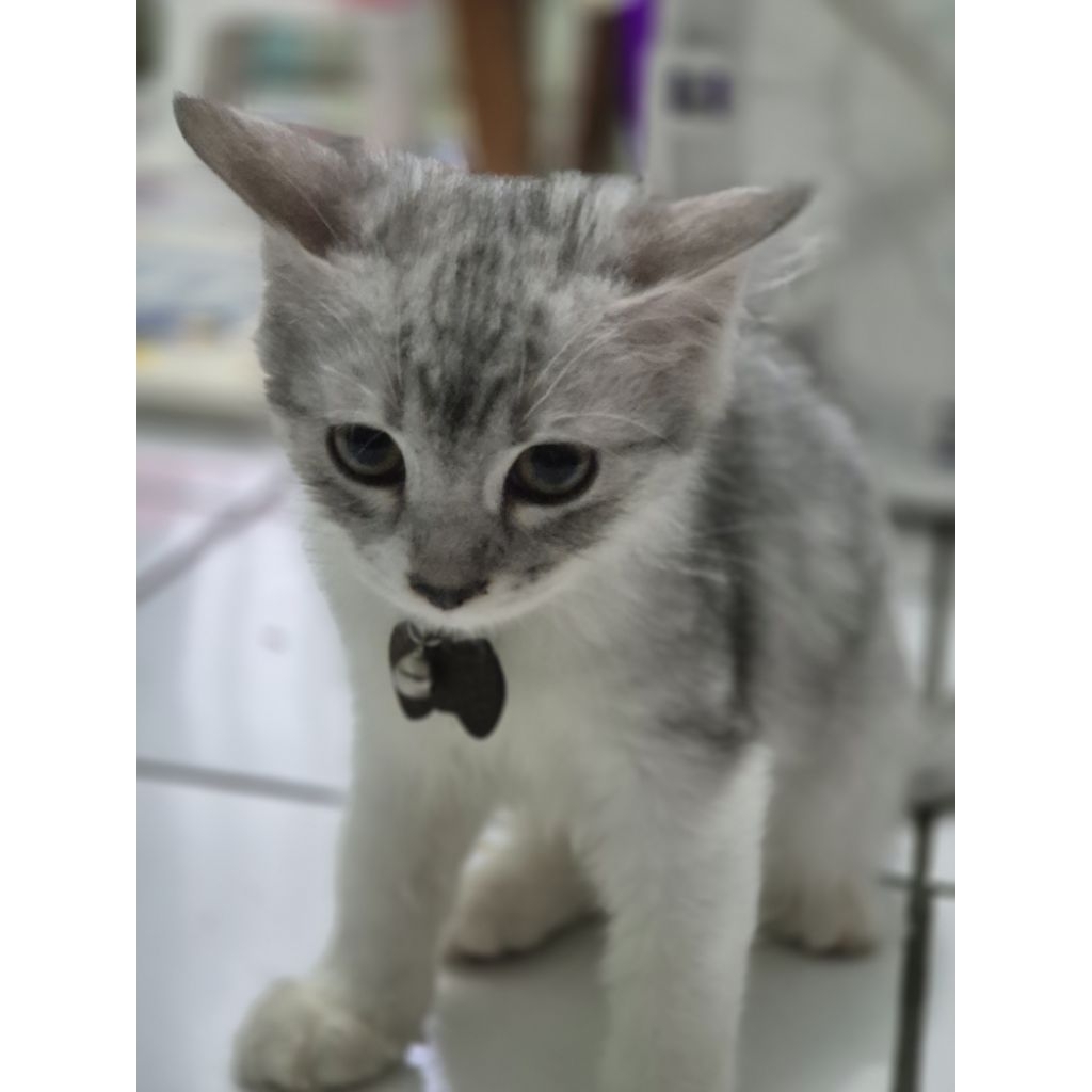 Anak Kucing Kitten Himalayan Jantan