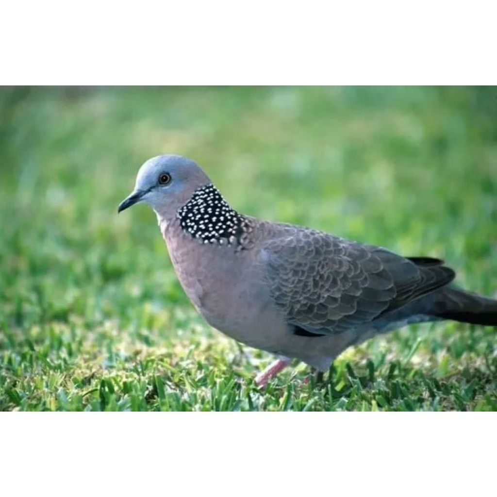 BURUNG TEKUKUR GACOR