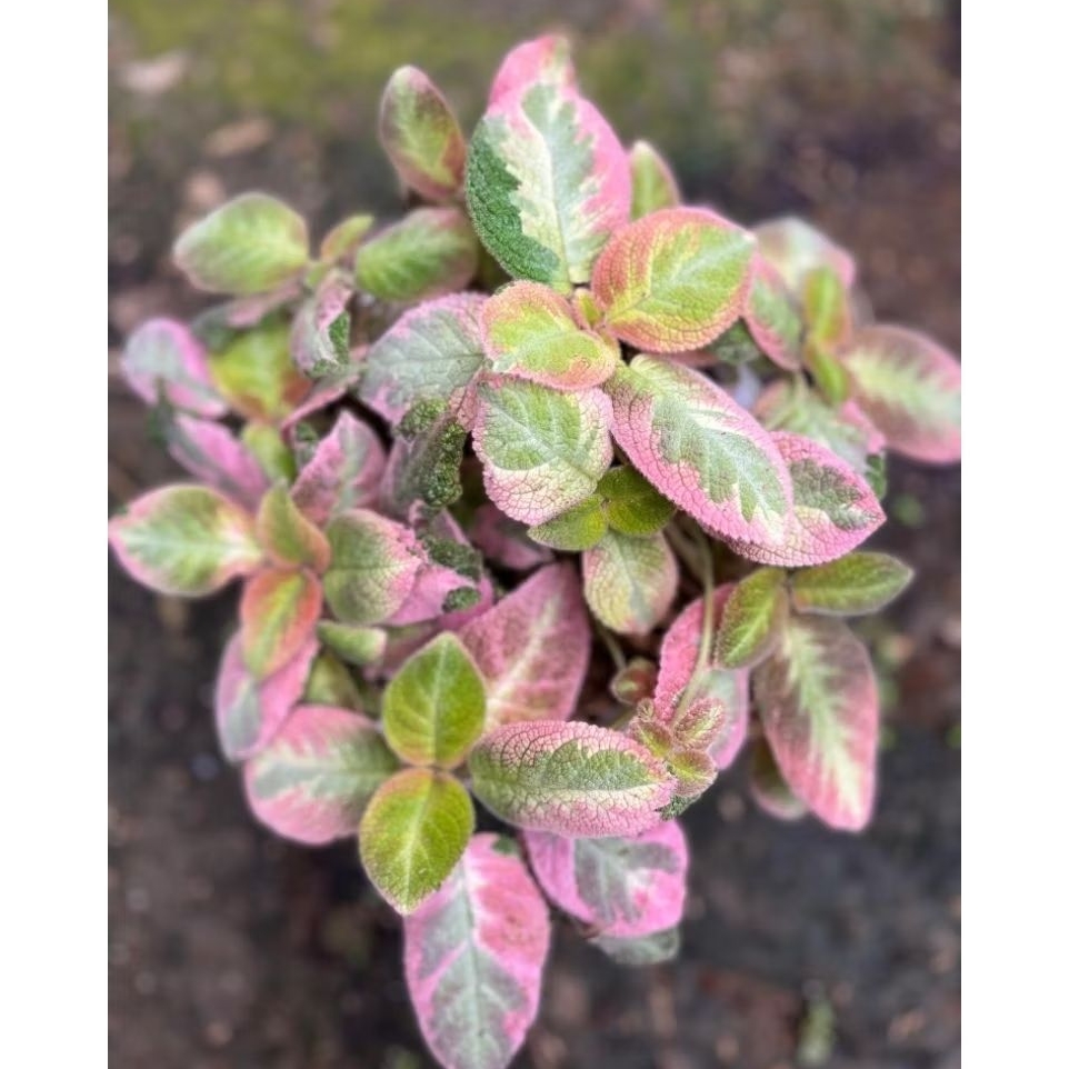 episcia Picasso bunga pink