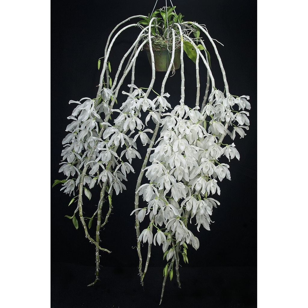 Dendrobium anosmum gigantea alba