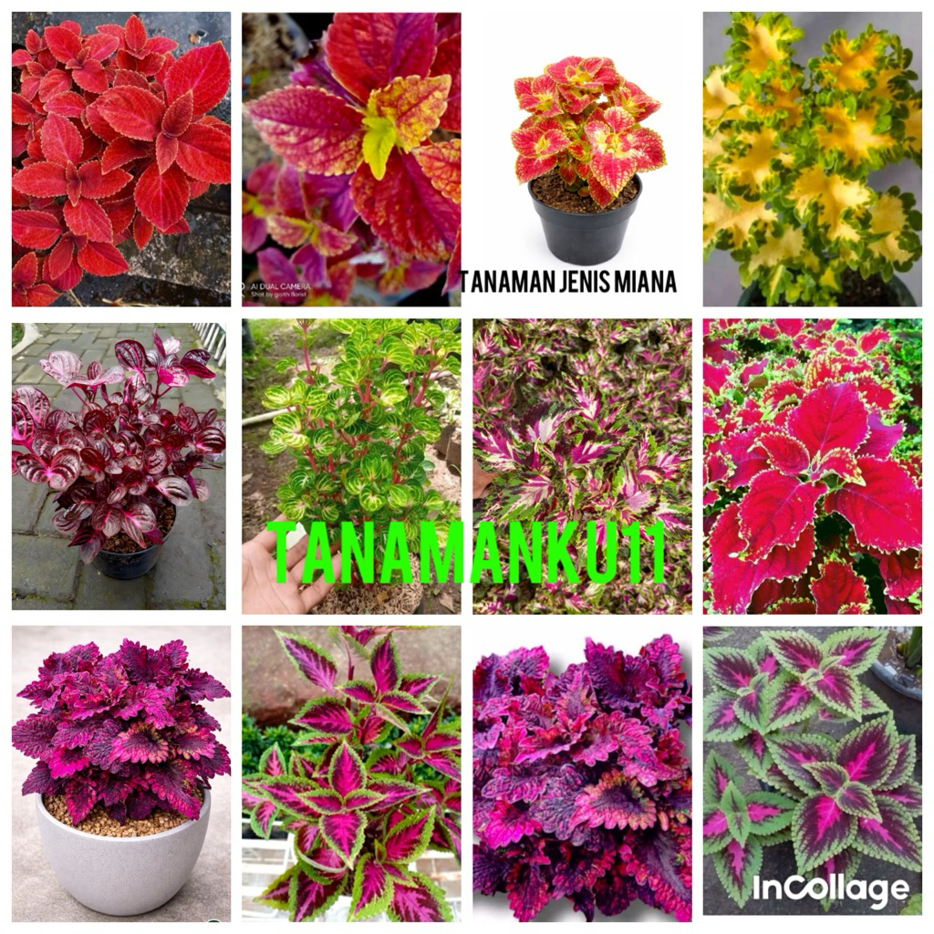 tanaman miana rimbun berkualitas jenis jenis tanaman miana