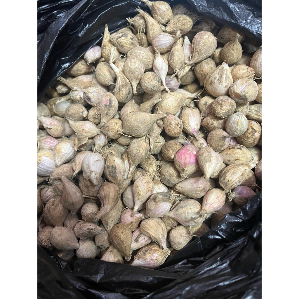 Bawang lanang lokal/ tunggal lokal