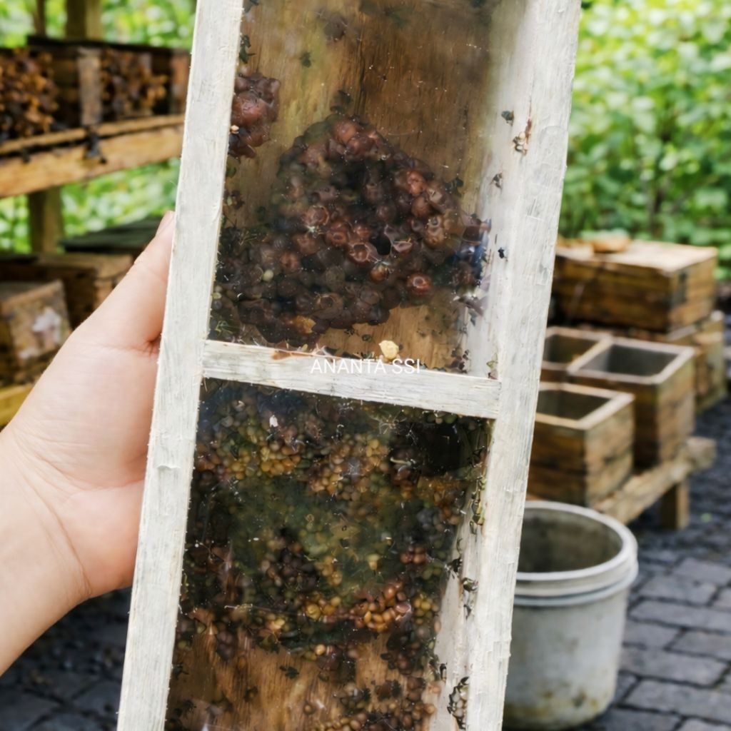 Bibit Lebah Klanceng Trigona Leaviceps AKTIF / SUPER / ULTRA Dengan Kotak Stup Ukuran KECIL / BESAR
