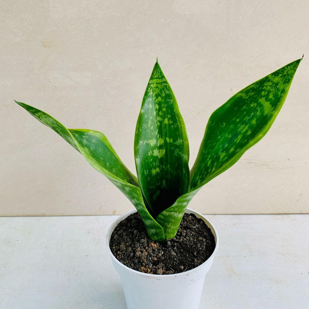 Sanseviera Futura Robusta variagata sanseviera polkadot