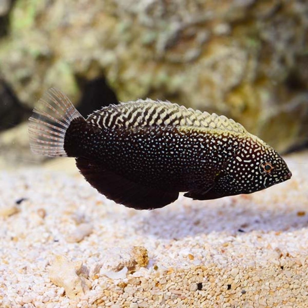 Ikan Hias Air Laut Keling Negro (Black Leopard Wrasse)