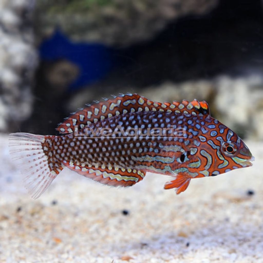 Ikan Hias Air Laut Keling Batik (Ornate Leopard Wrasse)