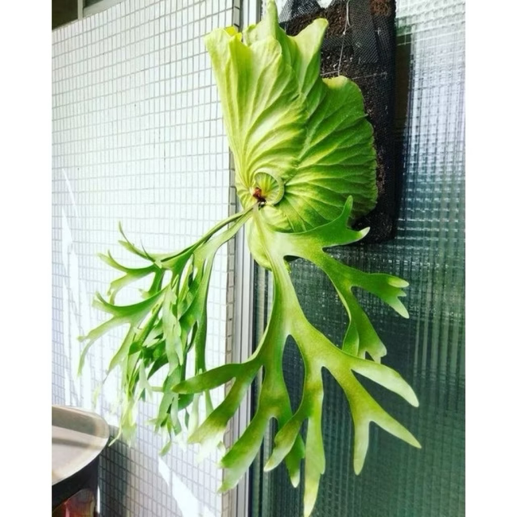 Tanaman hias kadaka tanduk rusa - pakis kadaka - tanduk rusa tanah