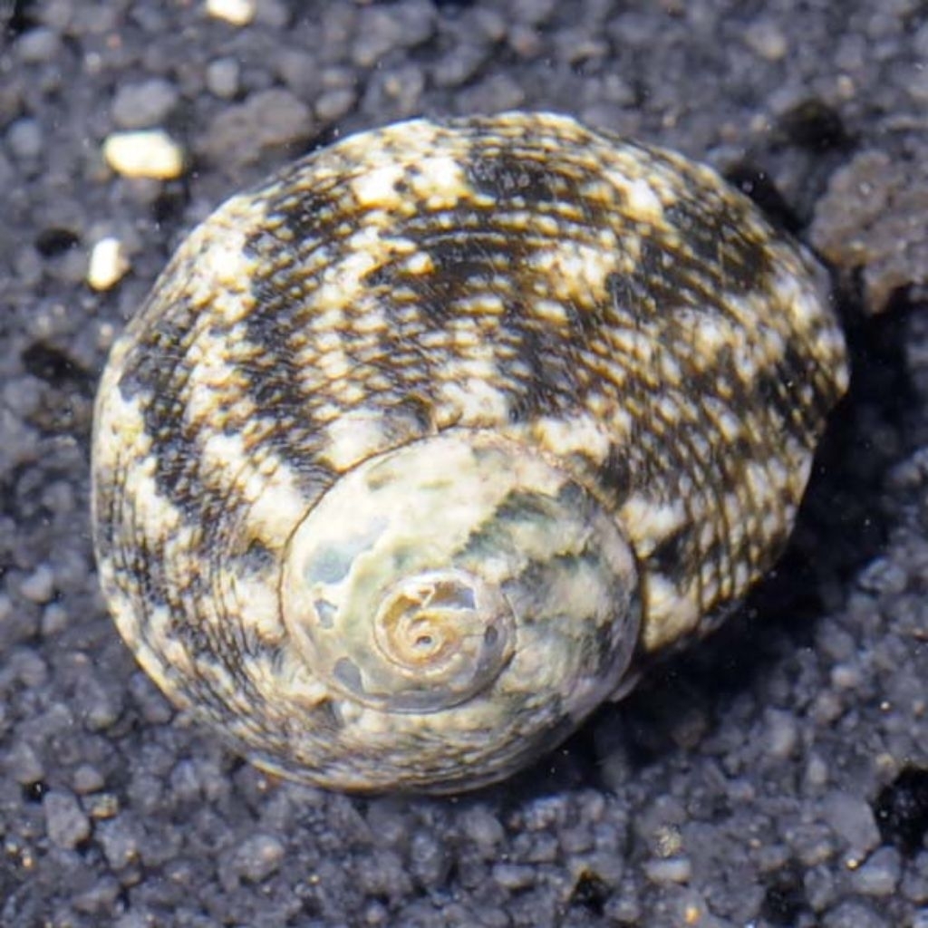 Ikan Hias Air Laut Keong Bulan (Cat Eye Turbo Snail)