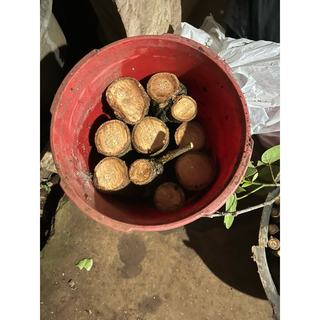 bibit steak freshh waru India