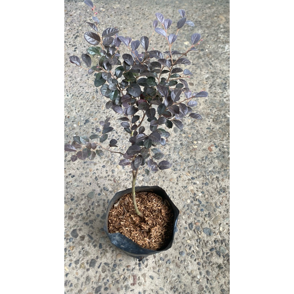 tanaman hias bidara arab merah / bibit bonsai serut merah loropitalum